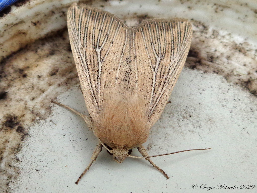 Noctuidae da ID: Leucania (Leucania) obsoleta
